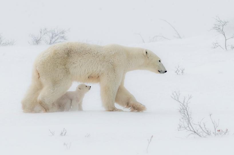 北极熊一家   Polar bear family 吴惠芳/HUIFANG WU